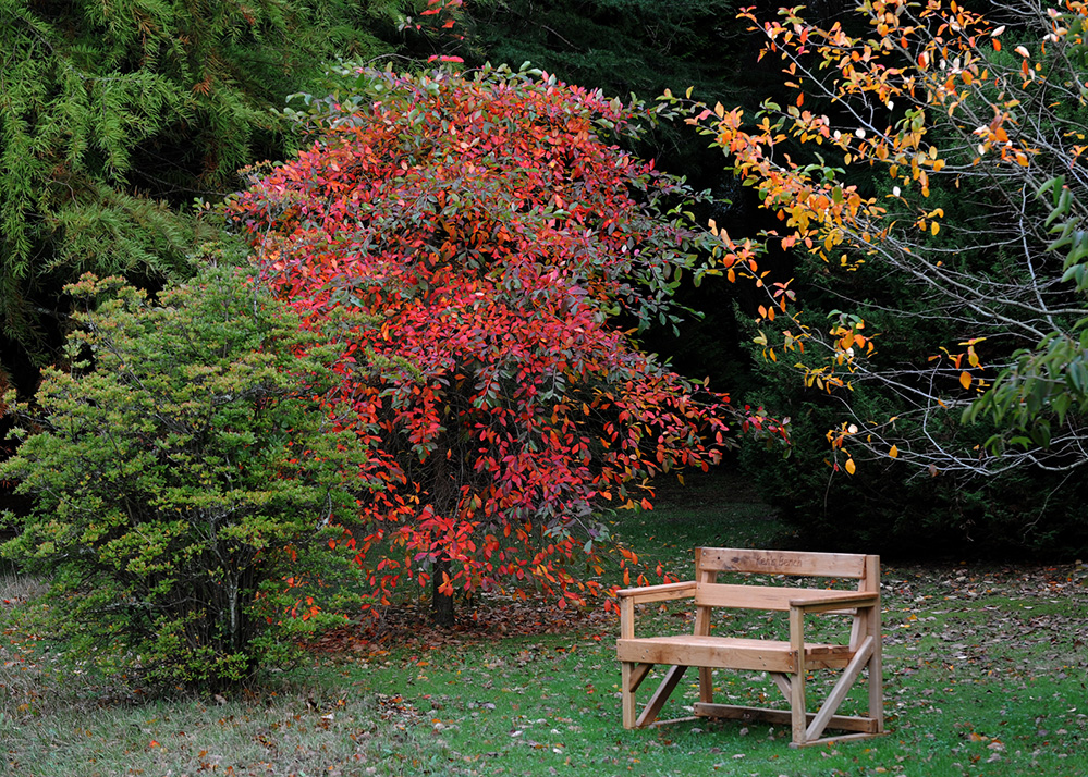 Furzey Gardens New Forest Ken's Bench in Autumn